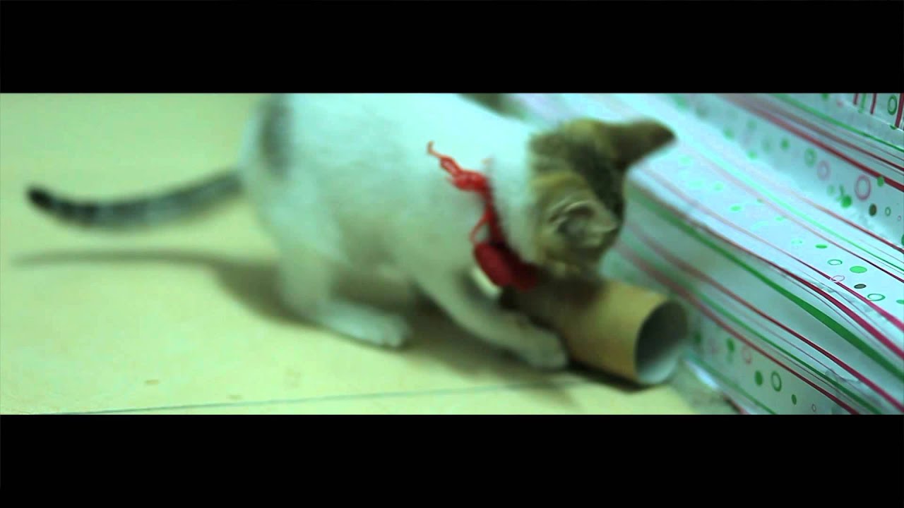 meo mup.mp4