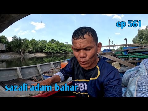 Merawai sembilang ep.561