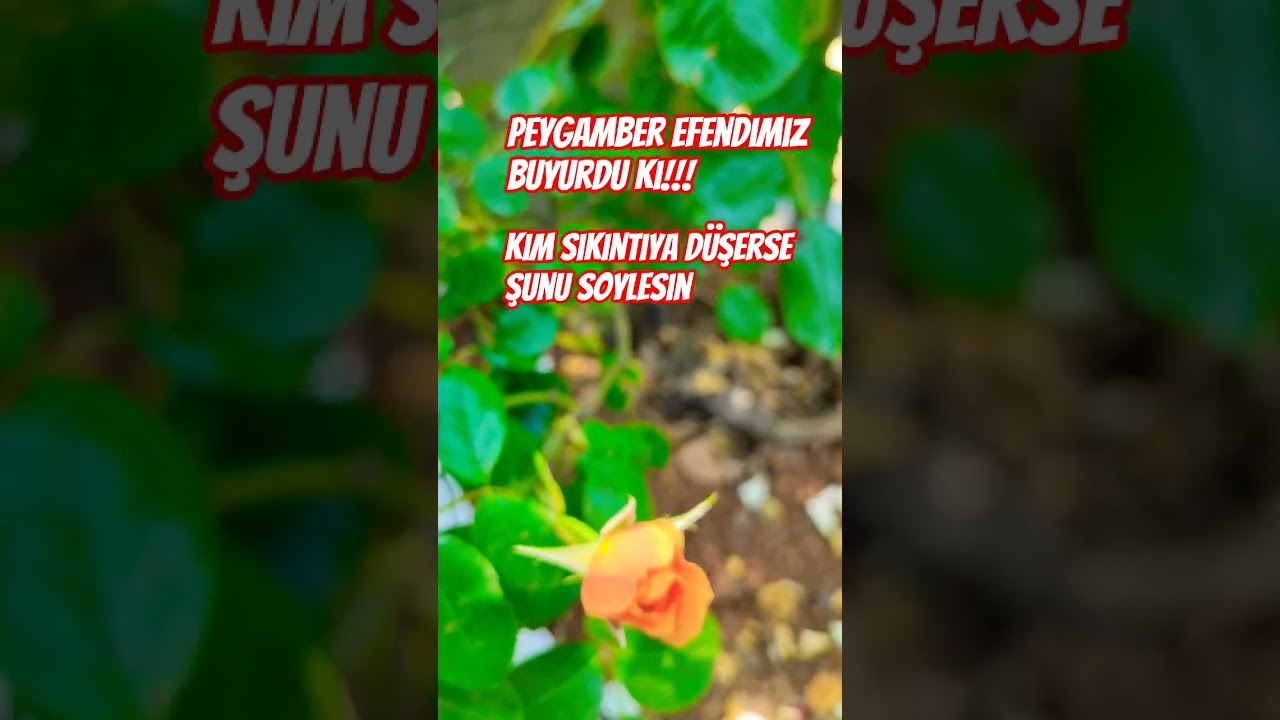 Merhaba #ilahirahmet #motivasyon#keşfet #keşfetteyiz#videolike #görüntüleme#sırlıdualar #hzmuhammed