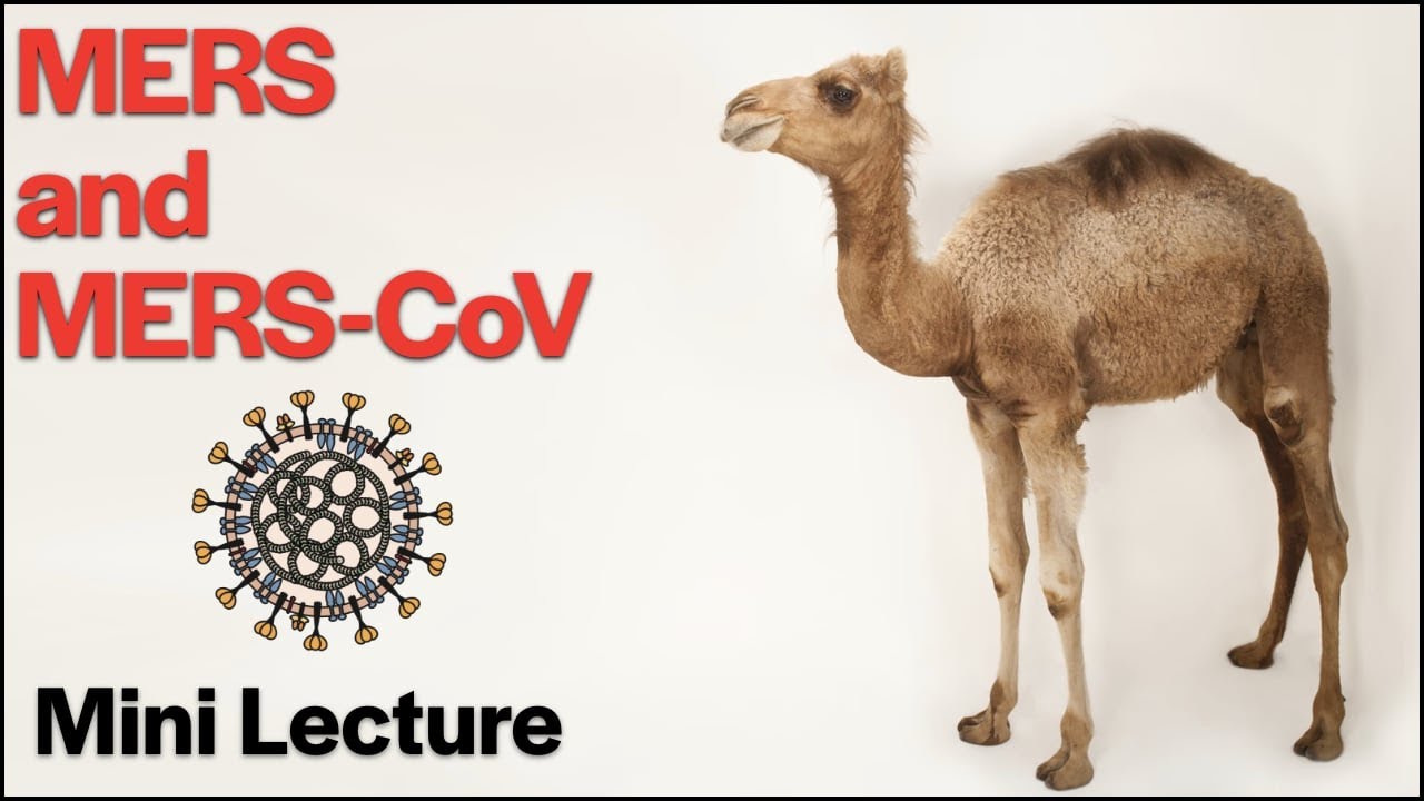 MERS and MERS-CoV