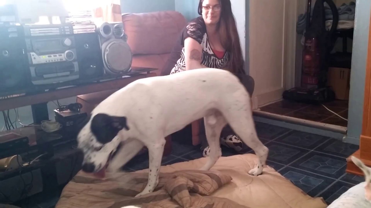 Mes chiens 2016 03 06
