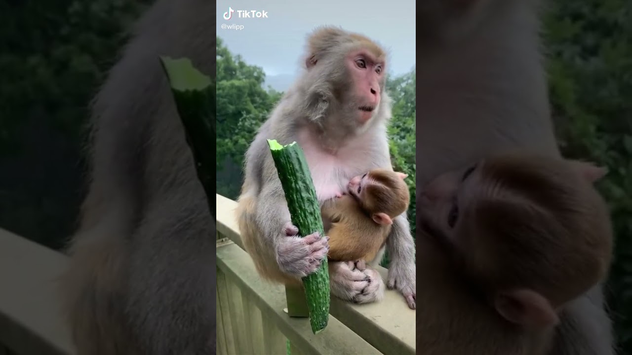 Meymun🐒