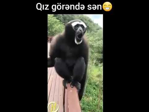 meymun
