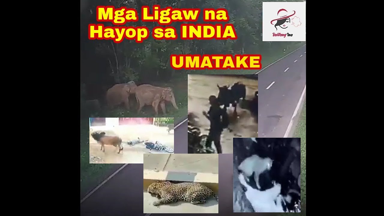 Mga LIGAW na hayop