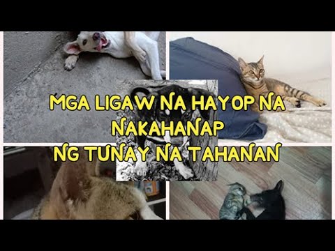 MGA LIGAW NA HAYOP NA NAKAHANAP NG TUNAY NA TAHANAN// Beb Family Compilations