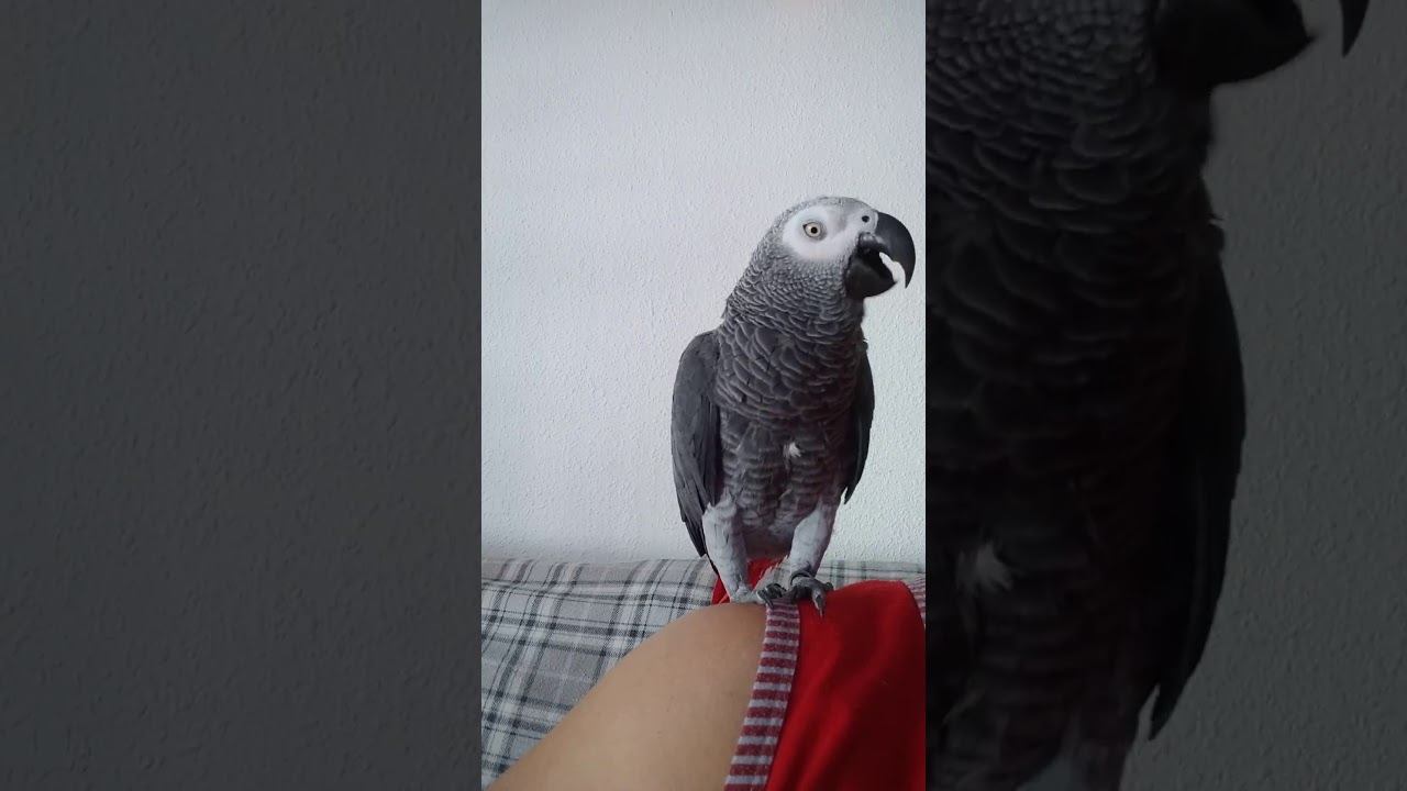 Mi coco parlanchin