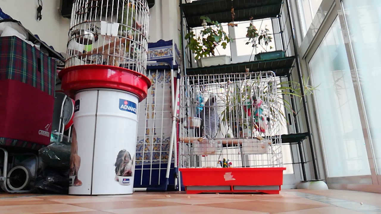 Mi Loro Coco parlanchin 😂