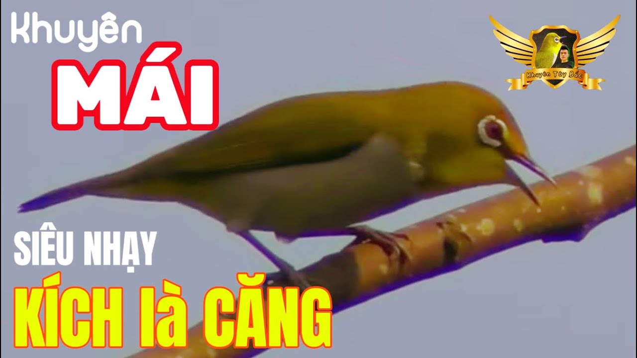 Mái Siêu Nhạy Kích Lửa Nhanh Mùa Đông - Kích Thích Trống Nhanh Căng Bền Lửa Mỗi Ngày | KTB