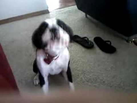 Mia Barking - July 2008