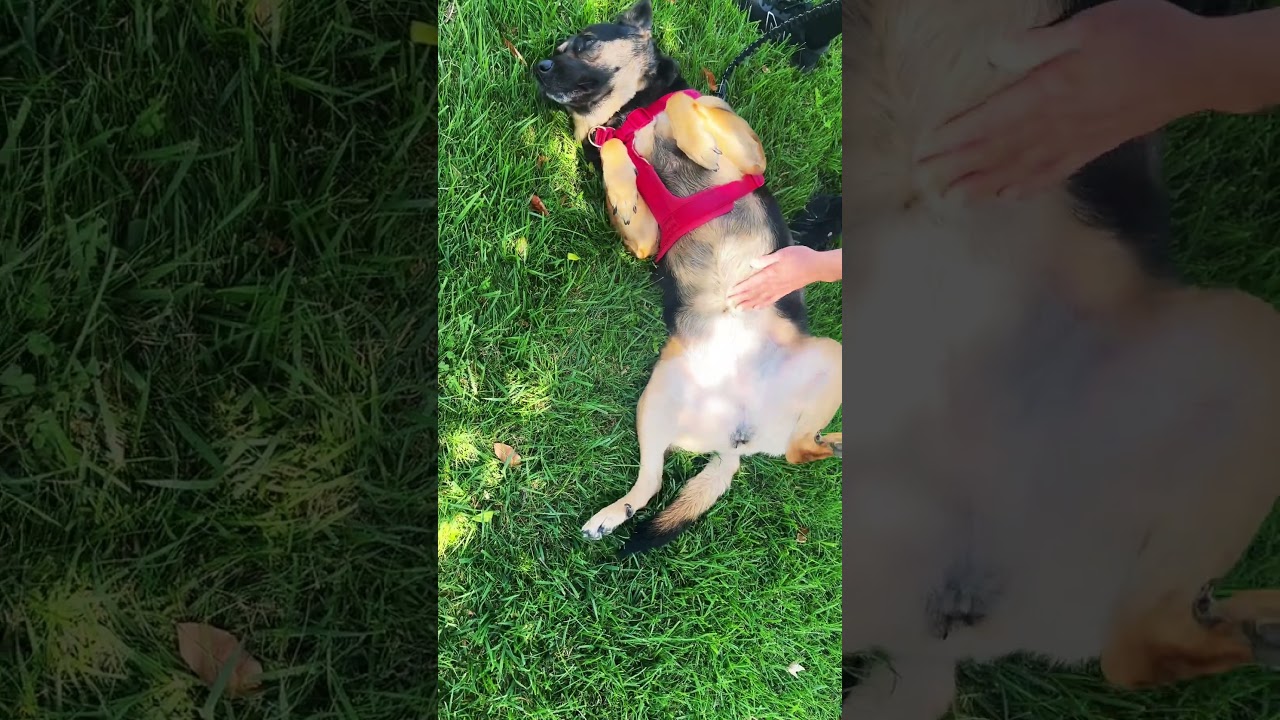 Mica stops on her walk for a belly rub #cutedogs #bellyrub