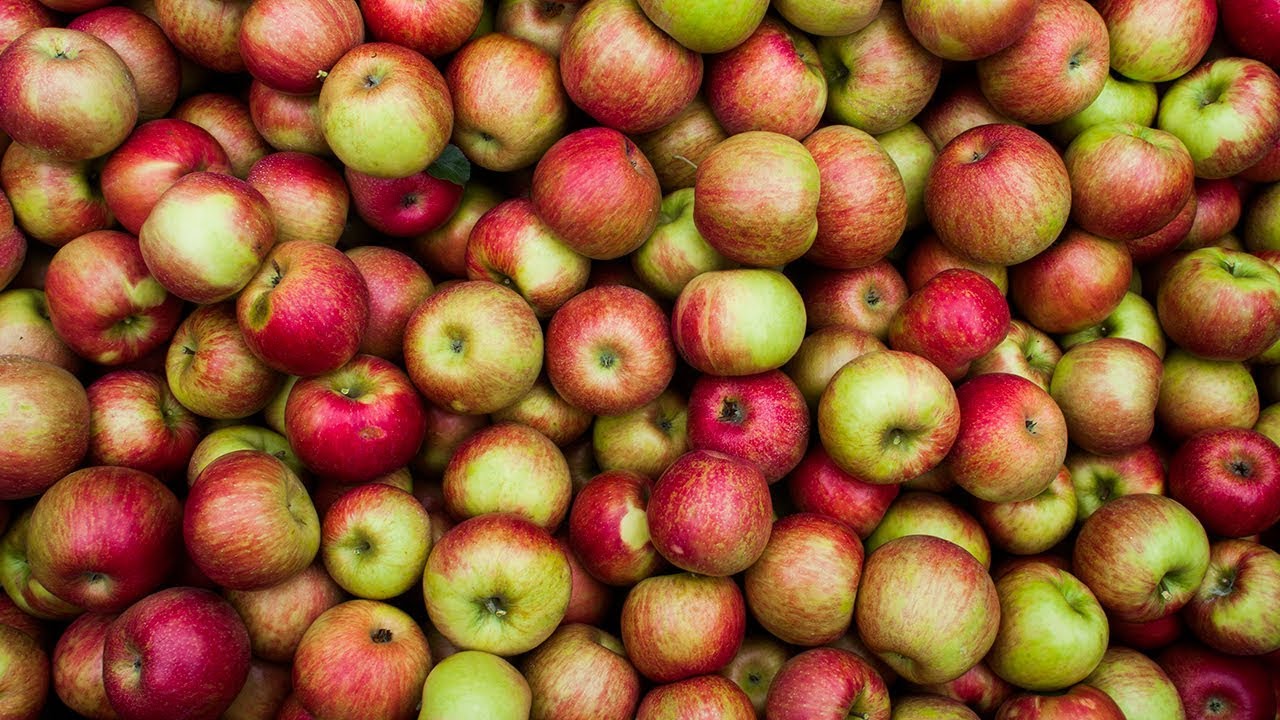 Michigan apple season
