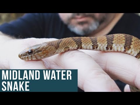 Midland Water Snake vs Plain Bellied Water Snake
