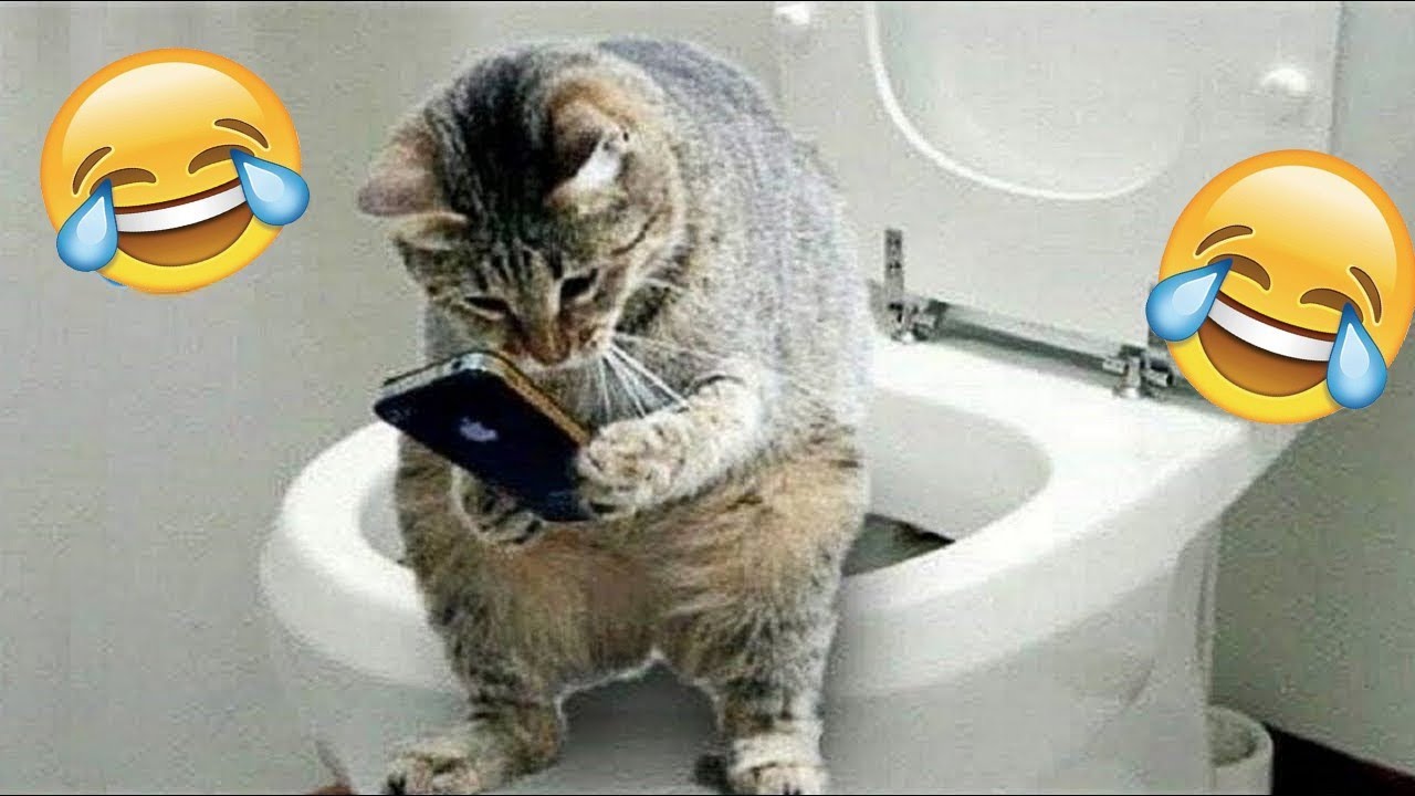 ŚMIESZNE ZWIERZĘTA 2025🐼#163😹 Zabawne i Słodkie 😹