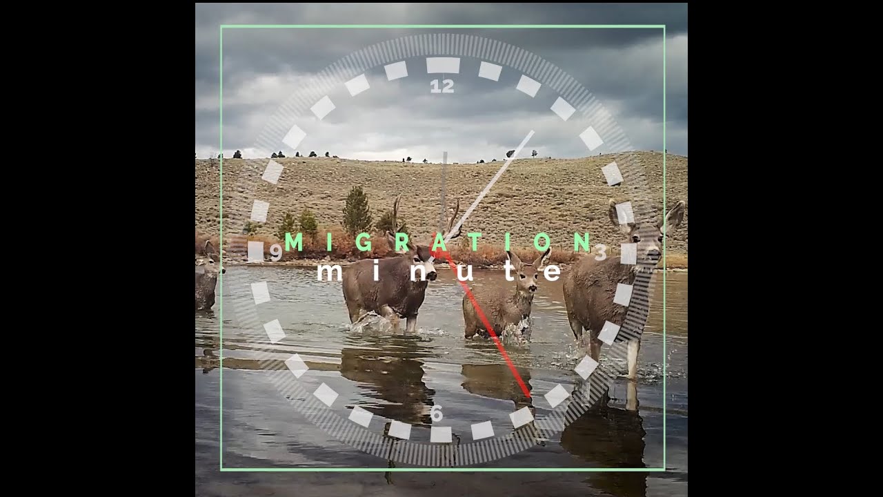 Migration Minute || Episode 1: What is migration?