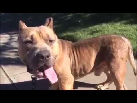 MIKEE the Pit Bull is looking for his home