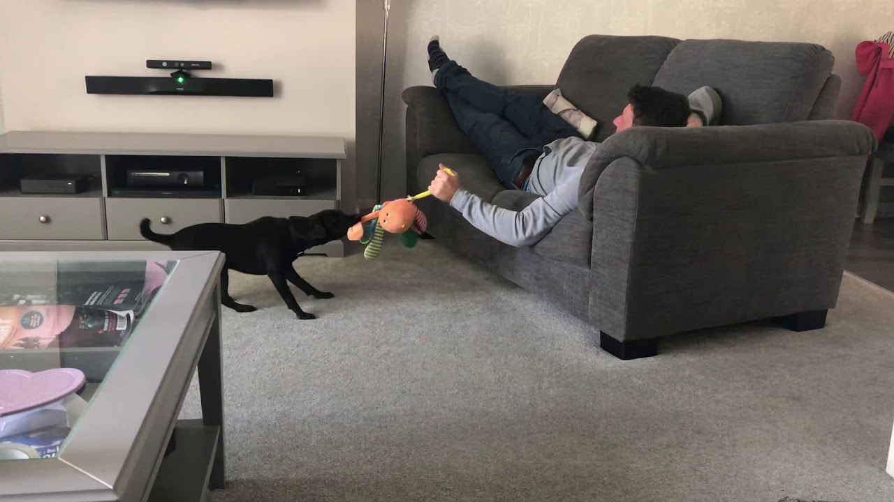 Mile’s adventure - playtime with dad Patterdale Terrier dog tug of war