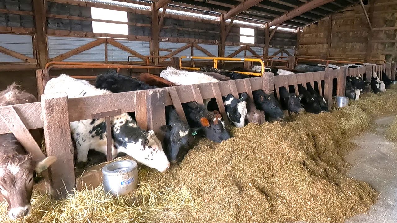 Milking and Feeding Cows On A Small Dairy Farm!