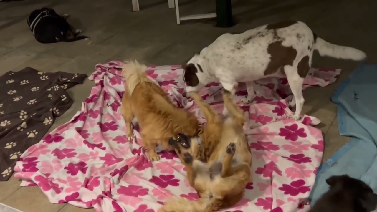 Milo and Pino are playing happy together and soon they will go together in Germany