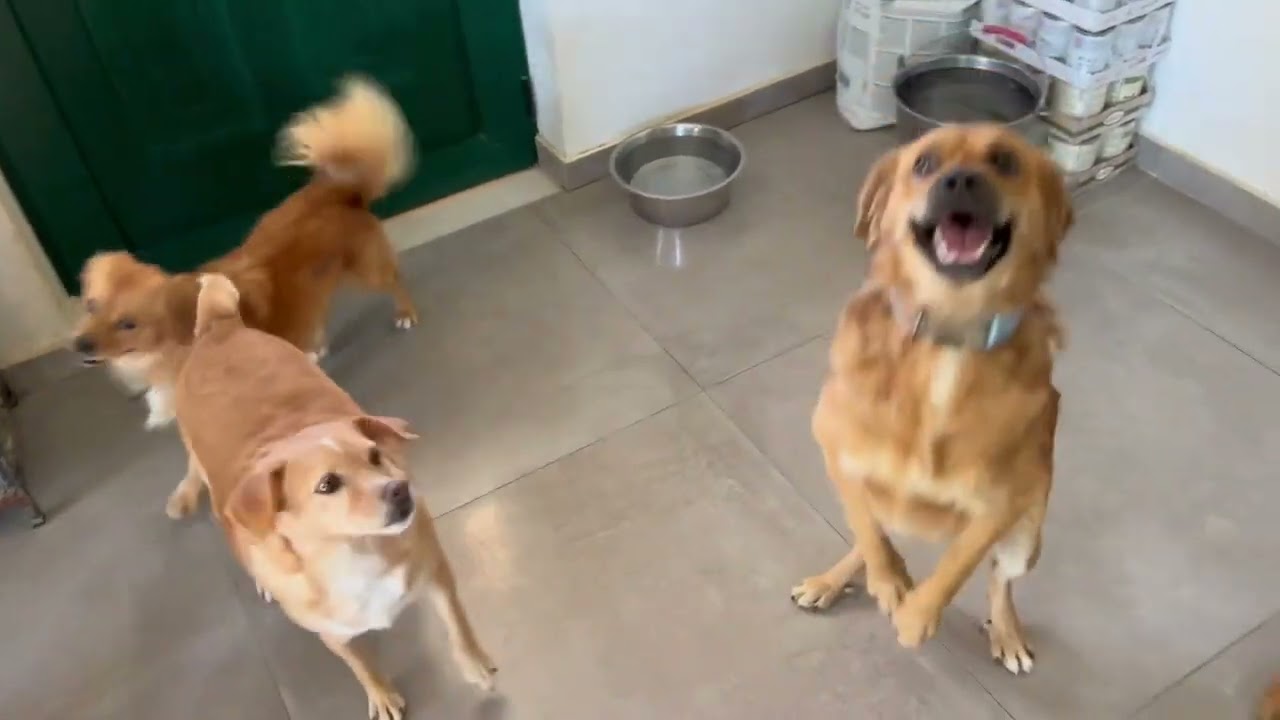 Milo and Pino are so different dogs inside the house - Takis Shelter
