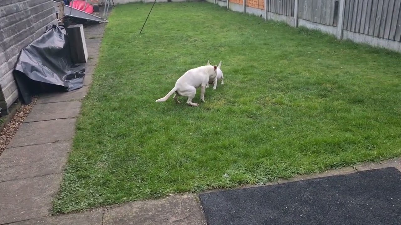 Mini Bull terrier and tess playing in the garden