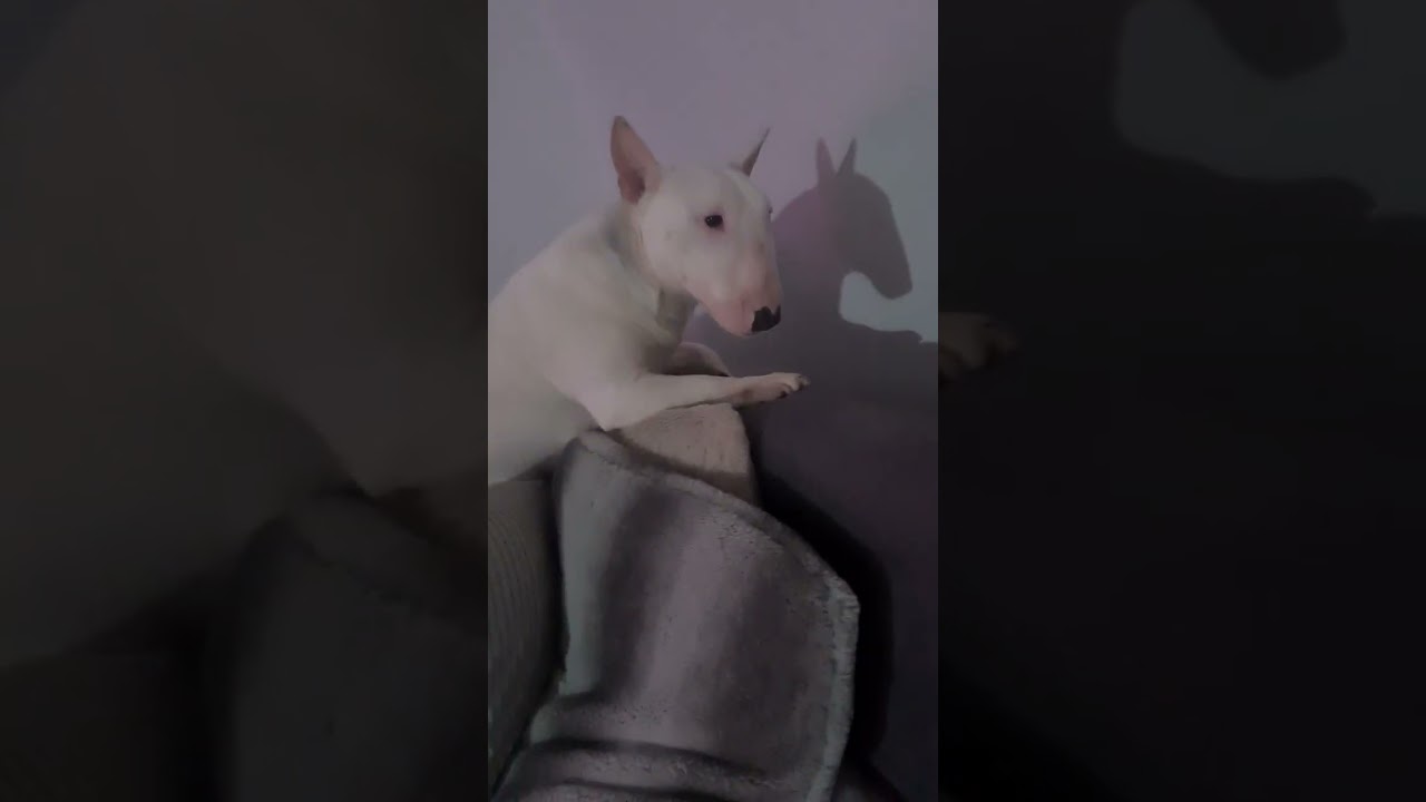 Mini Bull terrier luna chilaxing 2k subbs needed.