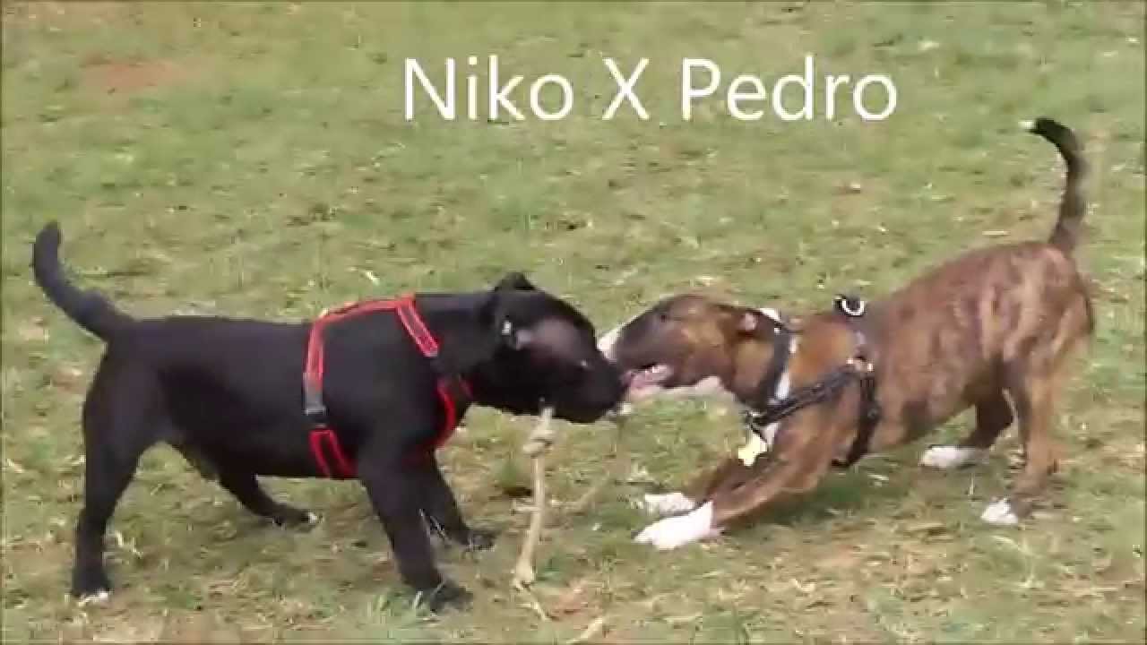 Mini Bull Terrier (Pedro Canhoto) and Staffordshire Bull Terrier (Niko StaffBull) - Tug Of War