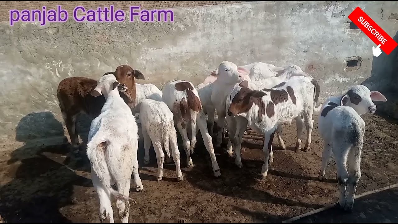 mini bulls for sale 2022 ke video heavy mini bulls beautiful bulls