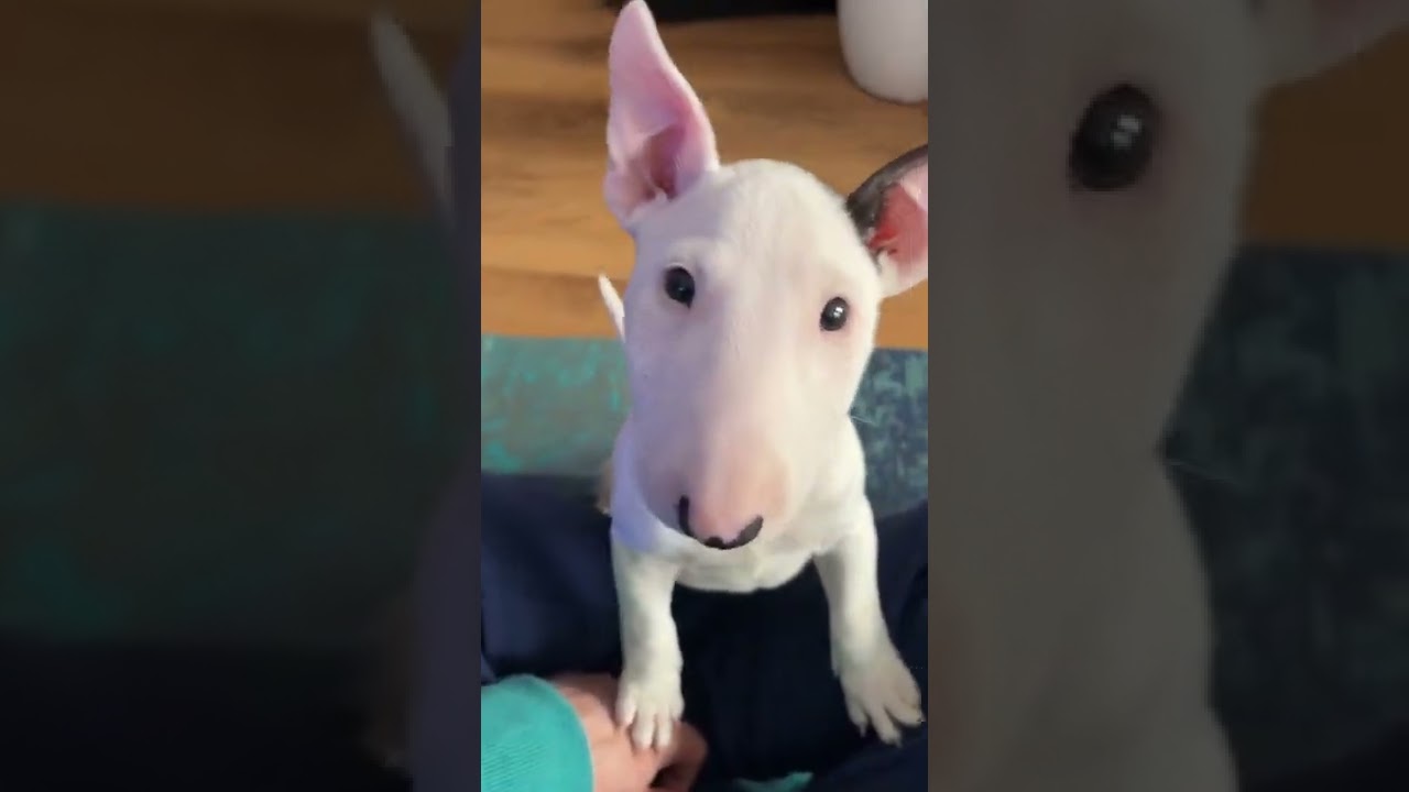 Mini Bullterrier looks to his owner „everything allright?“ #shorts #shortsvideo