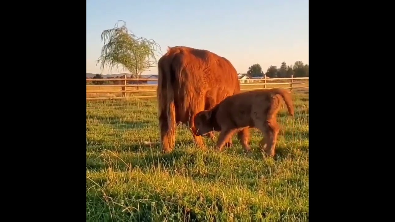 MINI HIGHLAND BULLS