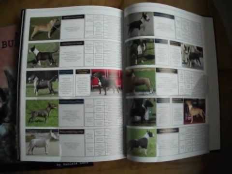 Miniature Bull Terrier Annual Book 2010 & 2011