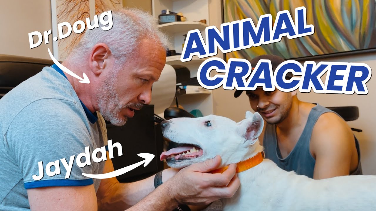MINIATURE ENGLISH BULL TERRIER with ARTHRITIS gets a CHIROPRACTIC ADJUSTMENT!