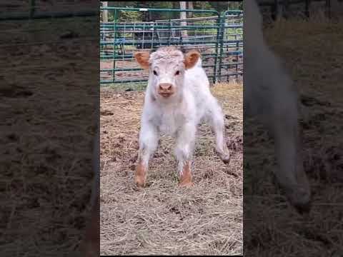 Miniature Highland Cattle #minibulls