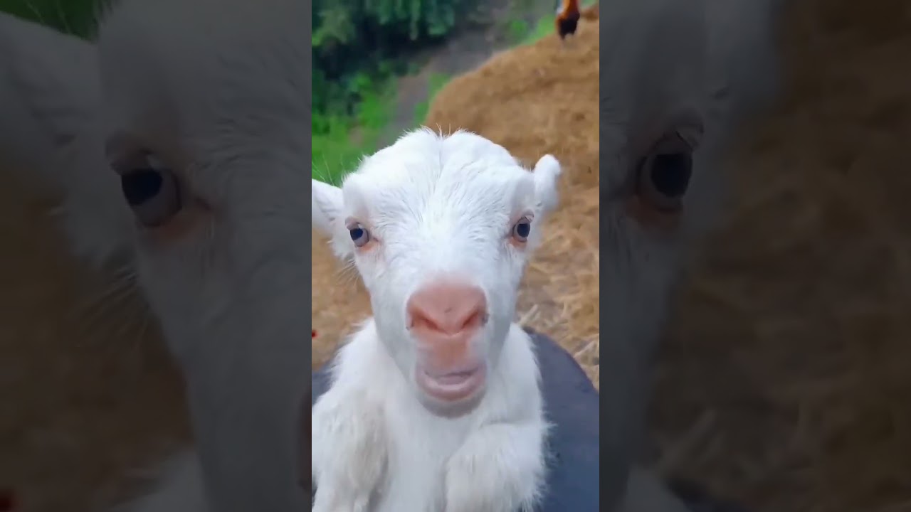 minik kuzu mee lemesi kuzu sesi küçük keçi sesi minik kuzu#animals@Shorts @YouTube