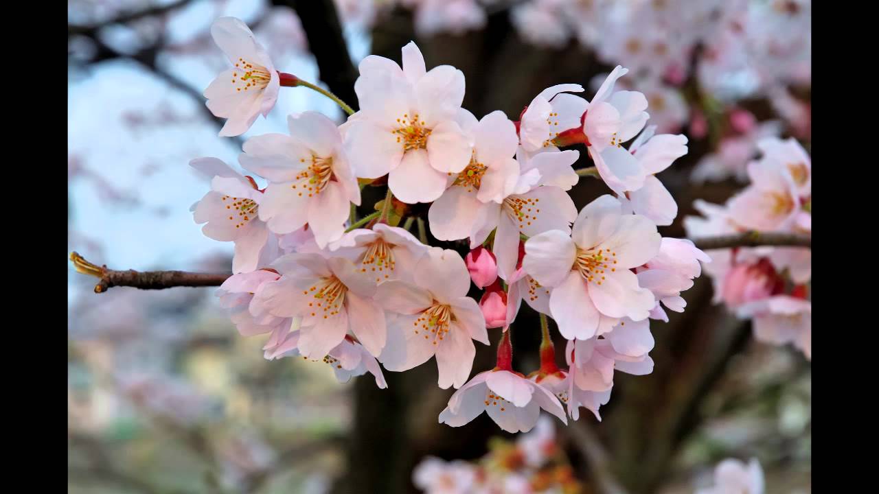 【Mira】 Sakura/桜 - 歌ってみた (Pitched down)