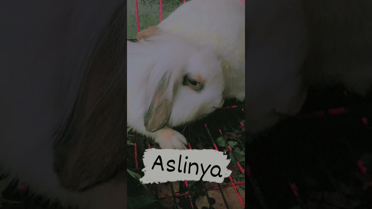 mirip gak?
