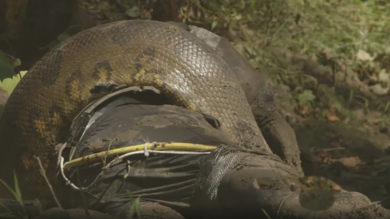Misión imposible, un científico fracasó y no fue devorado por una anaconda