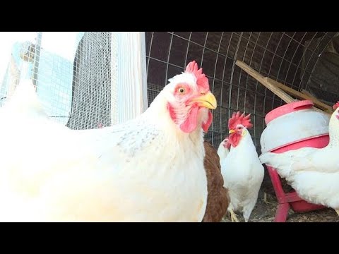 Missouri expert's guidance for raising backyard chickens