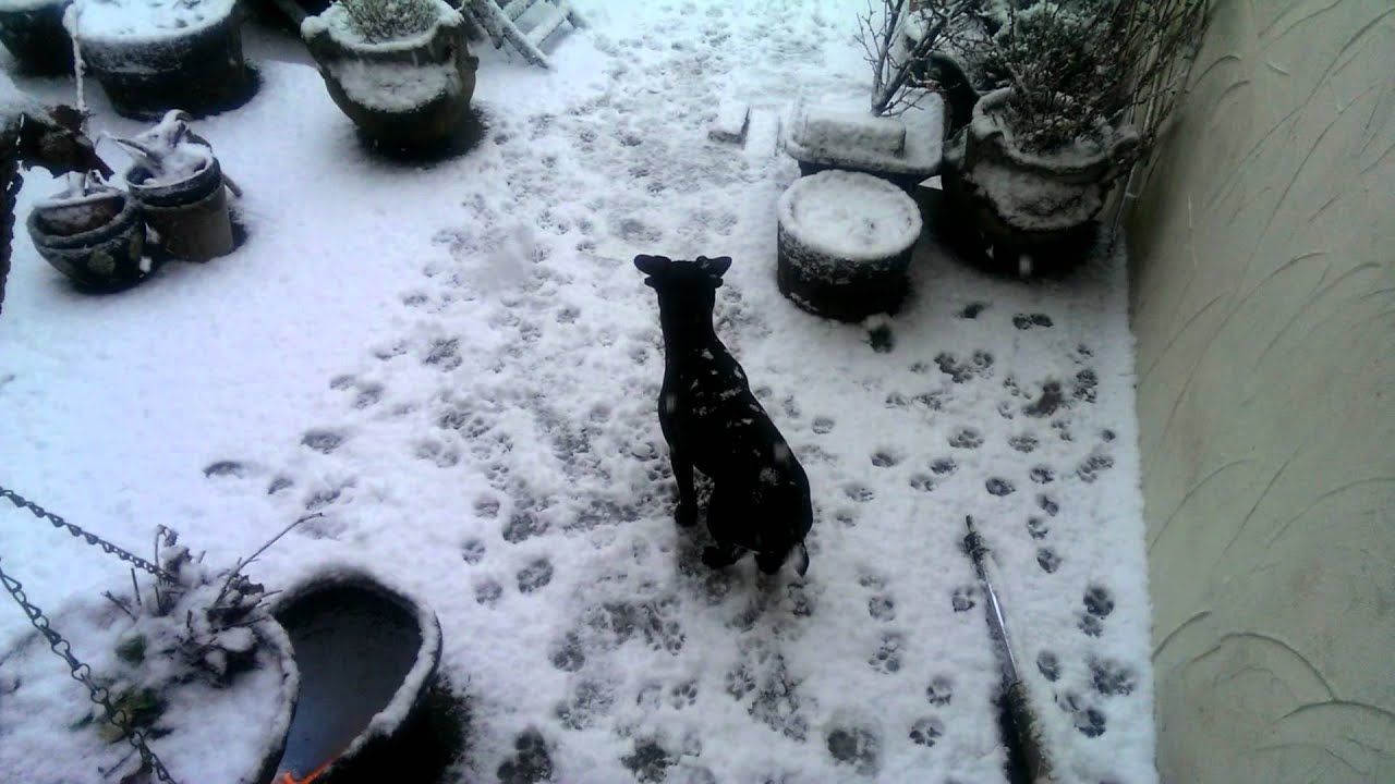 Missy the Patterdale Terriers' first look at snow. Patterdale Terrier World Video Channel