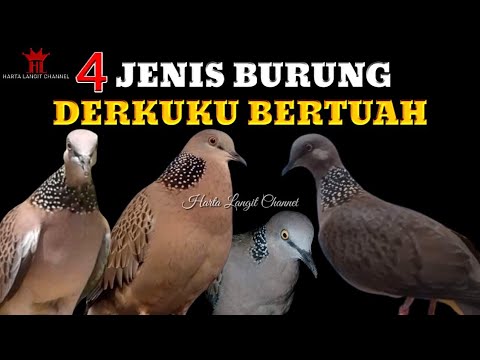 Mitos 4 Jenis Burung Derkuku / Tekukur Bertuah