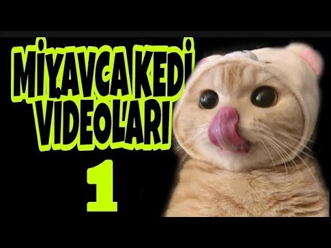 Miyavca Bilmeyenler için Alt Yazılı Komik Kedi Videoları 1 #ŞirinceVideolarTr