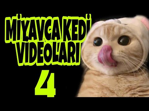 Miyavca bilmeyenler için Alt Yazılı Komik Kedi Videoları