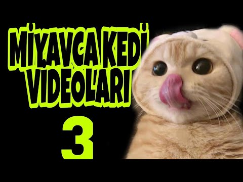 Miyavca bilmeyenler için alt yazılı komik kedi videoları #ŞirinceVideolarTR