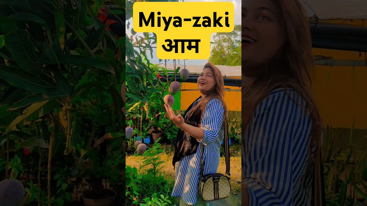 miyazaki aam #mango #sophiaahmed25 #miyazaki aam #dishanursery #gardening #nature #fruit #happyplace