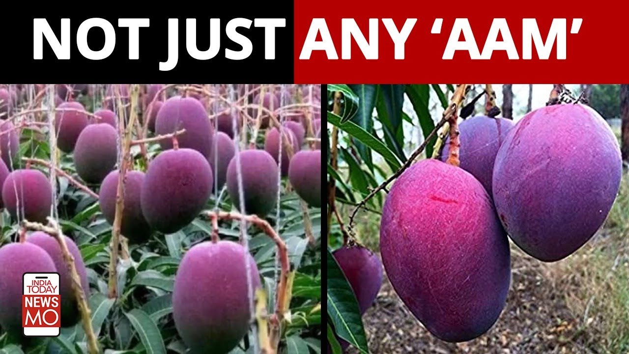 Miyazaki Mangoes: Why Do These Mangoes Cost Rs 2.7 Lakh Per Kg?