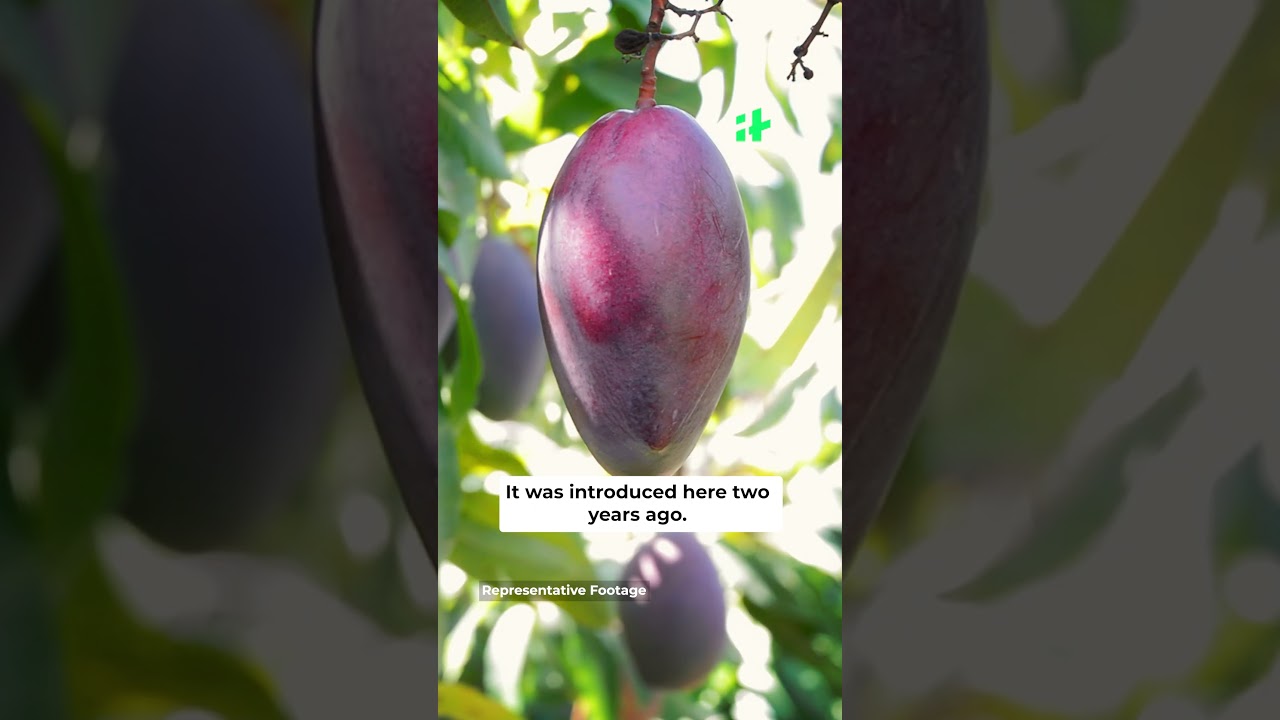 Miyazaki, World's Most Expensive Mango Found in West Bengal