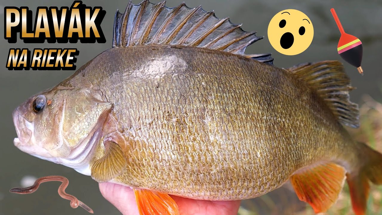 Môj Rekord !🐋🏆 Lov rýb na plavák splávek na rieke řece Váh 2025🎣 Rybárske Videá s Demexom