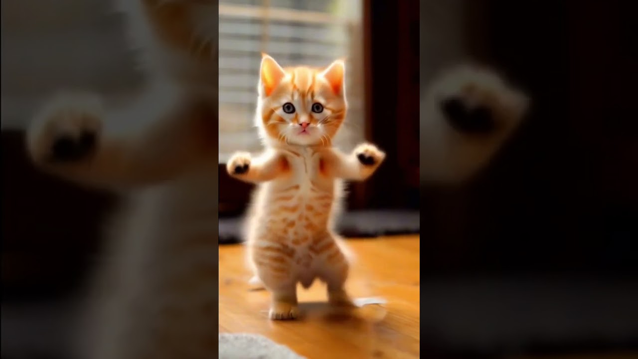 Mèo nhảy -  Cat dancer