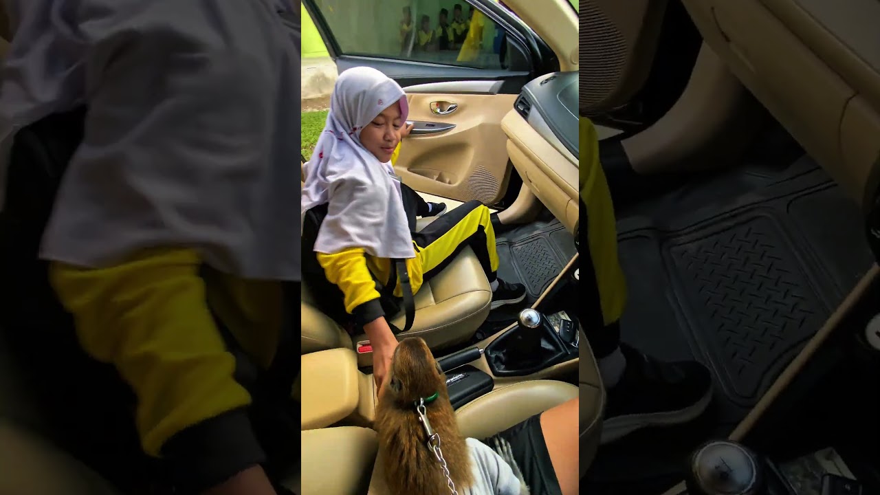 Mochi Wants to Follow Key to School #shotsvideo #shortsindonesia #monkey #monkeys #animal #animal...