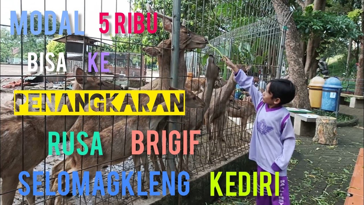 Modal 5 Ribu Bisa Ke Penangkaran Rusa Di Brigif Selomagkleng Kediri