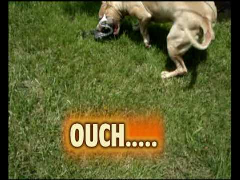 Mojoe the pit bull fight a big black mamba